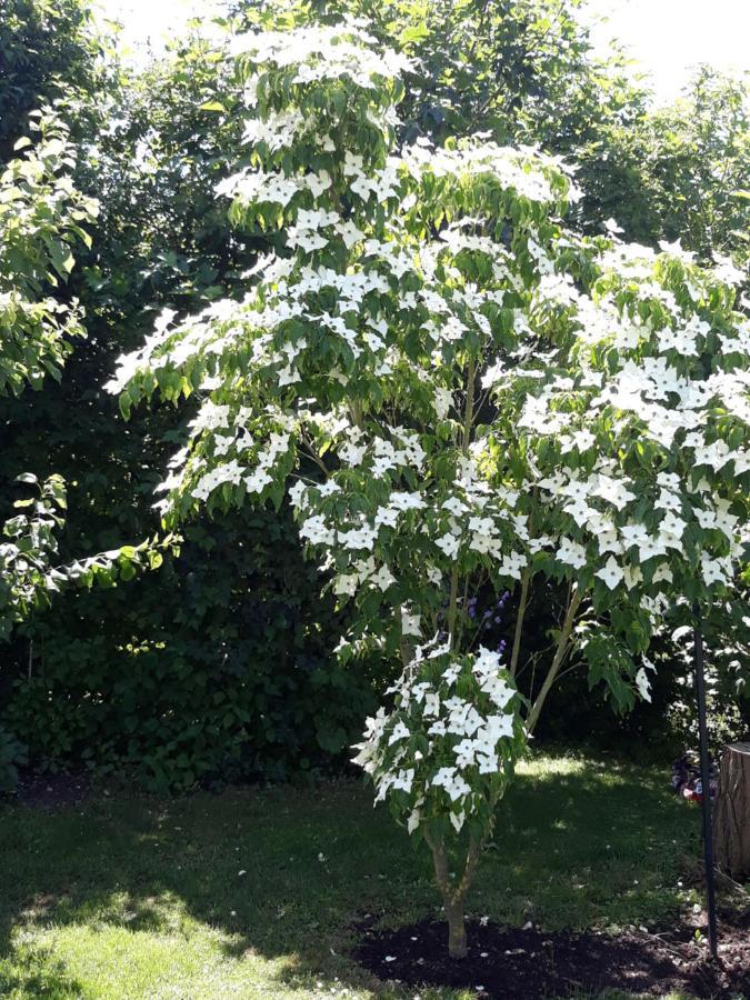Ferienwohnung Hameln Jasmin 하멜른 외부 사진